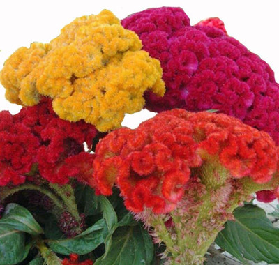Lorvox HYBRID SEEDS COCKSCOMB Seed(10 per packet)