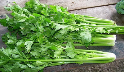 Qualtivate GBPUT-94 Celery Celeriac Turnip-Rooted Seed(500 per packet)