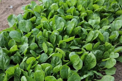 ibains Spinach palakh seeds pack of 150 Seed(150 per packet)