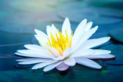 Lata lotus,kamal gatta Seed(14 per packet)