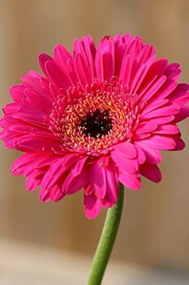 Lorvox Hybrid Gerbera Seeds for All Season Gardening Seed(10 per packet)