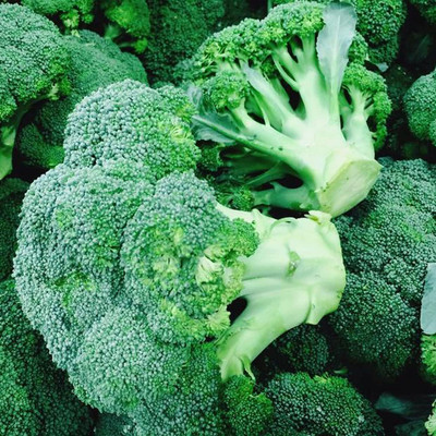 WILLVINE AMR -IX Chinese Broccoli Seeds Heirloom Non-GMO [5g] Seed(1500 per packet)