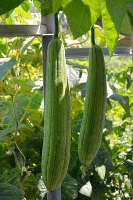Aywal Sponge gourd (courge torchon) Seed(40 per packet)