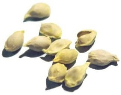 KNESSiN Exotic Australian Finger Lemon Fruit[50 Seeds] Seed(50 per packet)