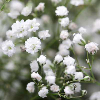 Aywal Gypsophila Gypsy Deep Rose Flower Seed(70 per packet)
