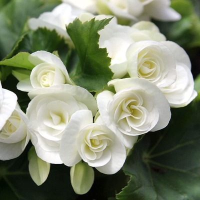 CYBEXIS PUAS-26 - White Begonia - (270 Seeds) Seed(270 per packet)