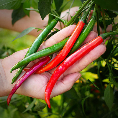 DEYS AGRO ™ chilli seeds HPH-5548 hybrid variety Seed(270 per packet)