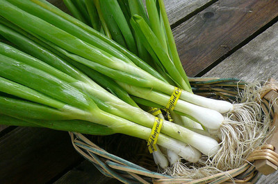 CYBEXIS NBIR-93 - Green Welsh Onion Bunching - (1500 Seeds) Seed(1500 per packet)