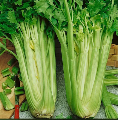Quentova Utah Tall Organic Celery-11W-RAJ Seed(200 per packet)