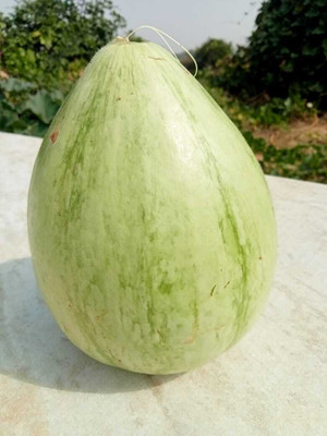 Madhav Pragya Agro BOTTLE GOURD LATTU SEEDS Seed(15 g)