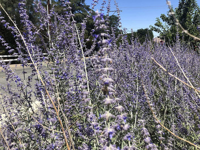 CYBEXIS ATS-84 - Russian Sage - (1350 Seeds) Seed(1350 per packet)