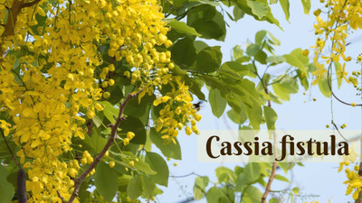 Green World Cassia Fistula / Amaltas Tree Seeds for Farming & Gardening 100 Seeds Seed(100 per packet)