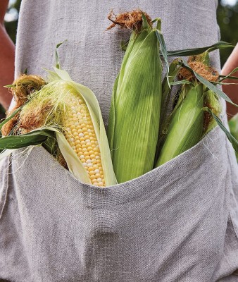 VibeX ATS-67 - On Deck Sweet Corn - (750 Seeds) Seed(750 per packet)