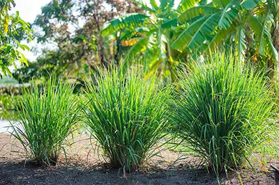 Aywal Lemon Grass Plant Seed(55 per packet)