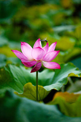 amkdseeds lotus,kamal gatta Seed(10 per packet)