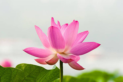 iGrow lotus,kamal gatta Seed(10 per packet)