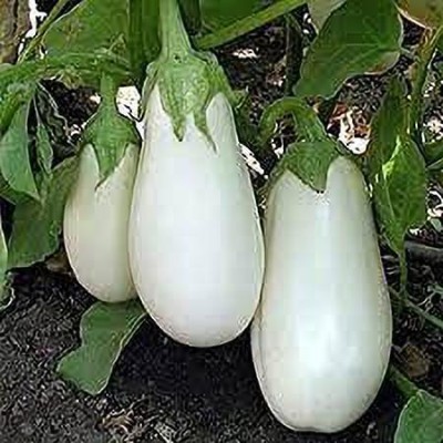 KANAYA Brinjal White Round Eggplant Hybrid Seed(250 per packet)
