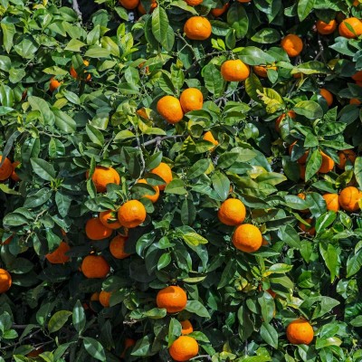 Kapebonavista Orange Plant SWEET ORANGE Plant All Season Delicious 1 Live Plant Seed(1 per packet)