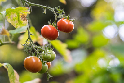 SaaHeli tomato Seed(150 per packet)