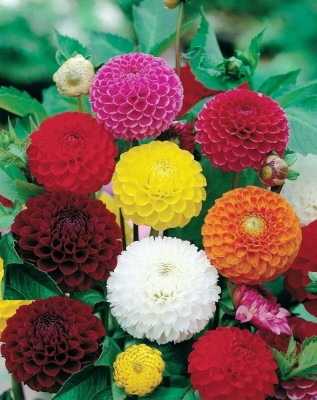 Qualtivate NDIR-14 Mix Dahlia Pompon Flower Seeds Seed(50 per packet)