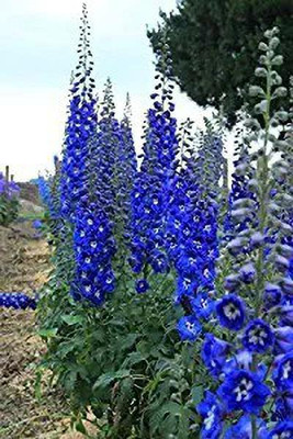 MAA Larkspur Seed(87 per packet)