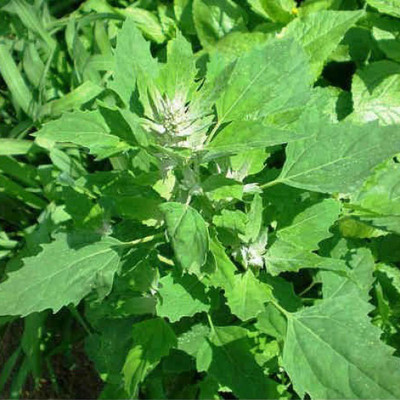 Aywal Bathua Saag(बथुआ साग) Vegetable Seed(10 per packet)