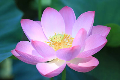 Lorvox lotus,kamal gatta Seed(10 per packet)