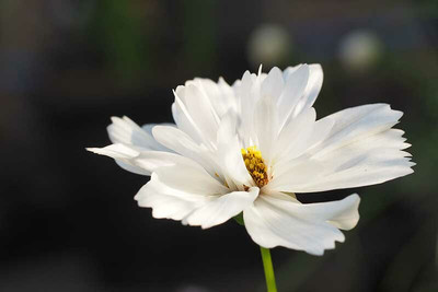 ZIXA Cosmos Phyche Seed(30 per packet)