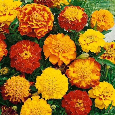Seedsqlty marigold seeds combo, high germination (400 seeds) Seed(400 per packet)