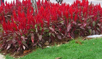 Lorvox Celosia Pulmosa Flower -Mixed Color Flower Seed(10 per packet)