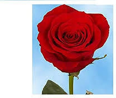 greenfarm Rose Flower Seed ,Rosa Gulab seeds pure organic (110 pcs) r3 Seed(110 per packet)