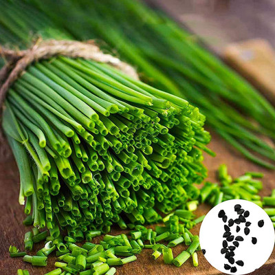 CYBEXIS Chives Herb Seeds2800 Seeds Seed(2800 per packet)