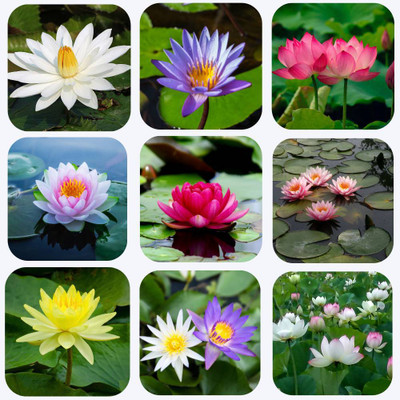 ibains Seeds of lotus Seed(10 per packet)