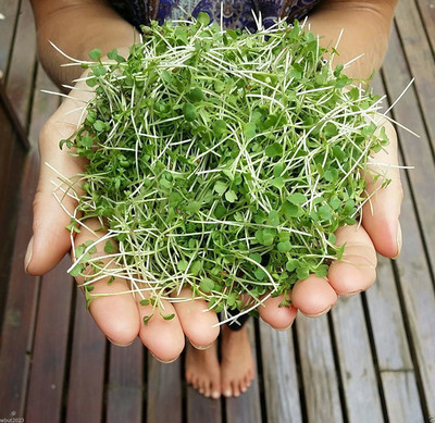 CYBEXIS XLL-52 - Mustard Microgreen Wasabi (Brassica Juncea) - (250 Seeds) Seed(250 per packet)