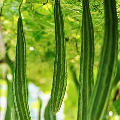 WILLVINE XLR-209 Ridge Gourd Seeds Turai Seed(50 per packet)