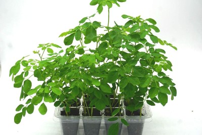 CYBEXIS NBIR-25 - MORINGA/DRUMSTICK/SAIJAN PKM 1 VARIETY - (450 Seeds) Seed(450 per packet)