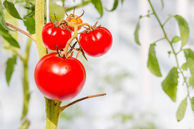 Aro tomato Seed(125 per packet)