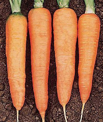 CYBEXIS Touchon Imported Carrot Variety2000 Seeds Seed(2000 per packet)