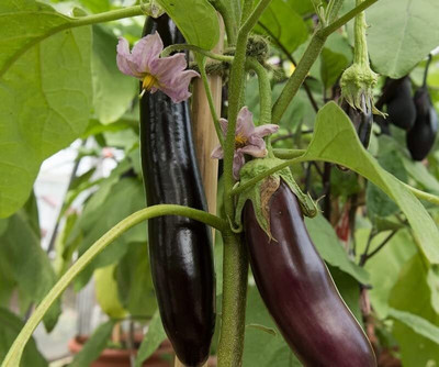 LPR brinjal Seed(10 per packet)