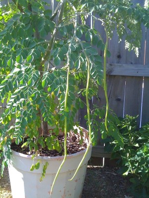 KNESSiN Dwarf Hybrid Drumstick Moringa Oleifera Short Dwarf Variety-{200 Seeds} Seed(200 per packet)