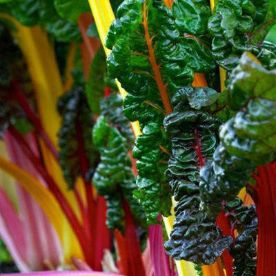 CYBEXIS Rainbow Multi-Leaf Beet Swiss Chard Seeds2000 Seeds Seed(2000 per packet)