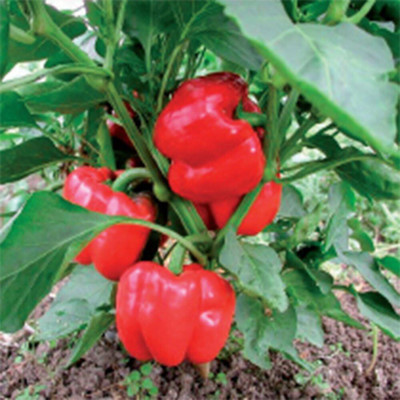 KNESSiN Olympus F-1 Pepper, Red Capsicum-[600mg] Seed(100 per packet)