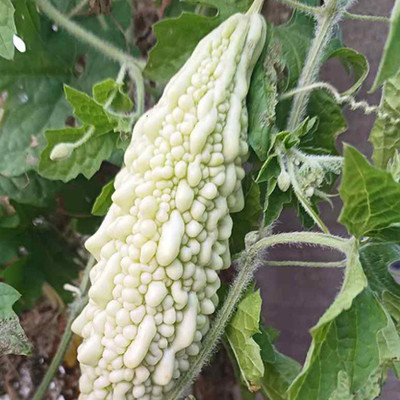 SeeGreen Bitter Gourd Seeds, F1 Organic Bitter Gourd Seeds for Gardening, Korola Seed(30 per packet)