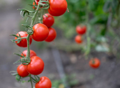 iva tomato Seed(140 per packet)