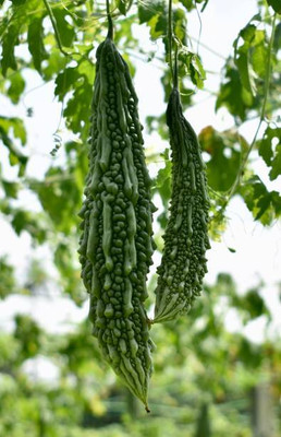 Kodali Hybrid F1 Bitter Gourd Seeds Pack Of 33 Seed(33 per packet)