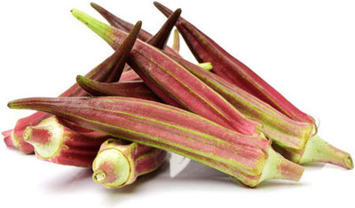 KNESSiN Red Okra Seed(1250 per packet)