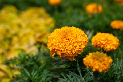 Rani Sati Creation marigold/gende ka phool flower seeds Seed(50 per packet)