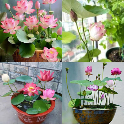 ibains Japanese lotus seeds fragrance bij 23 Seed(23 per packet)