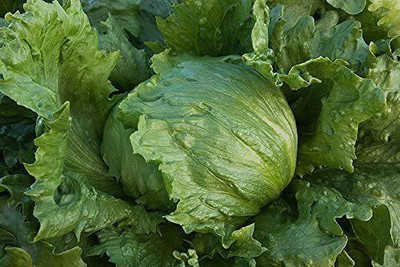 VibeX ® LXI-898 Iceberg Heading Lettuce Seed(200 per packet)