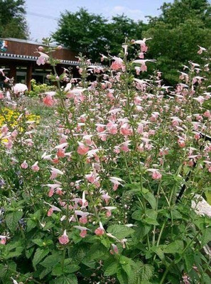 VibeX ® VXI-345 Coral Nymph Salvia Hummingbird Sage Seed(200 per packet)